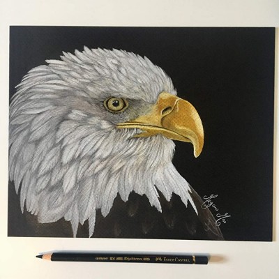 Bald Eagle Drawing Hand-drawn Eagle in Colored Pencil - BU4KALSK5