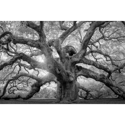 Angel Oak Tree Monochrome Charleston South Carolina Black White Nature Forest Cool Wall Decor Art Print Poster 36x24 - B23N826FR
