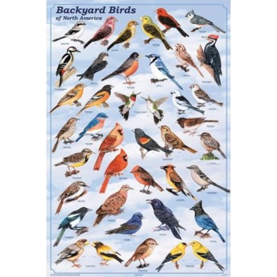 Laminated Backyard Birds Print Poster 24x36 - BWMJKBIDM