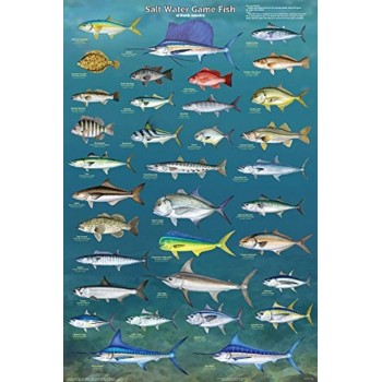 Picture Peddler Laminated Salt Water Game Fish of North America Educational Reference Chart Print Poster 24x36 - BX951XH6G