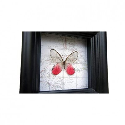 Real Framed Butterfly Taxidermy Blushing Phantom Nature Office Decor - BXVAMDN99