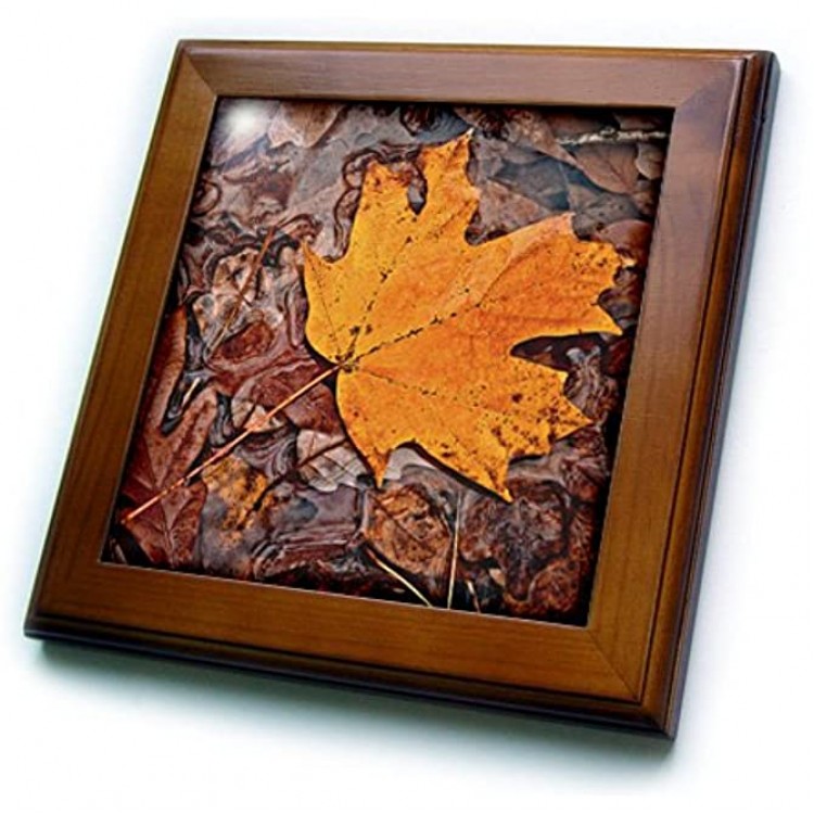 3dRose ft 12681 1 Autumn Leaf-Framed Tile Artwork 8 by 8-Inch - BDZ1OU5UX